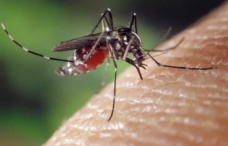 How To Eliminate Mosquitoes Indoors; A Complete Guide For A Mosquito-Free Home.