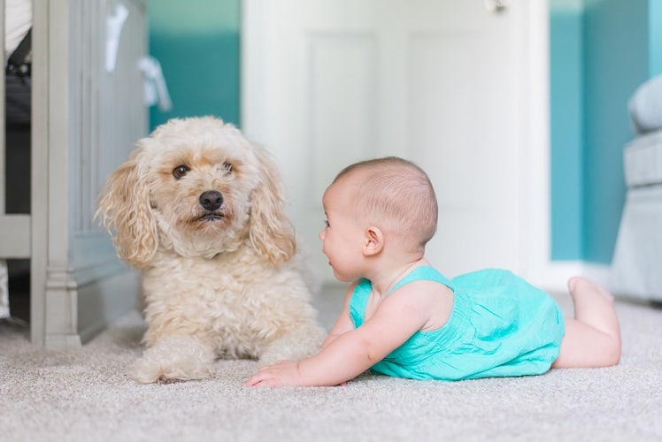 Best Carpet Deodorizer Safe for Pets