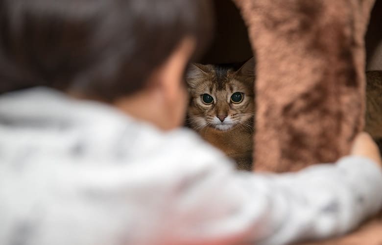How To Keep Your Indoor Cat Entertained At Home