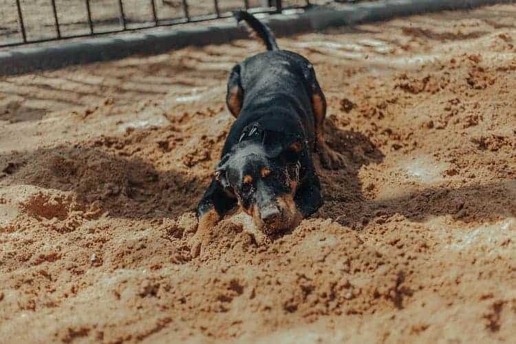How To Stop Dogs From Digging Under The Fence