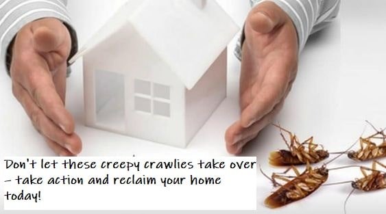  How To Get Rid of Cockroaches In the House 