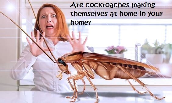 How To Get Rid of Cockroaches In the House